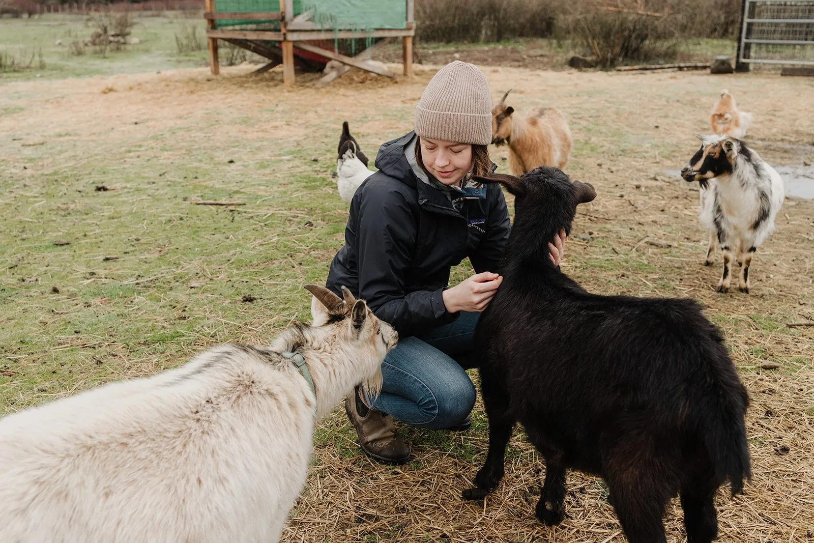 Goats grazing in the pastures at Shirewoods Farm