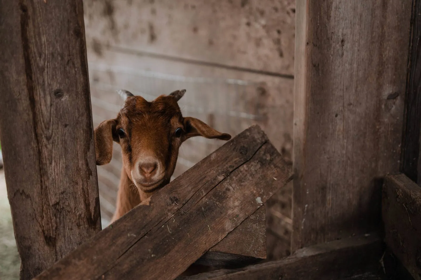 A young goat peeking through the barn boards at Shirewoods Farm