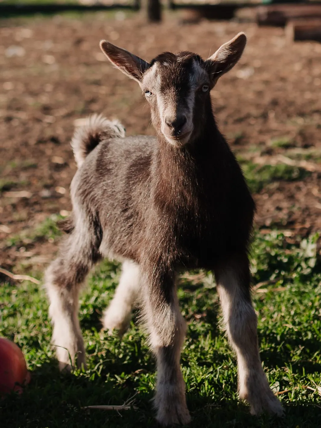Nigerian and Boer-mix goat kids at Shirewoods Farm