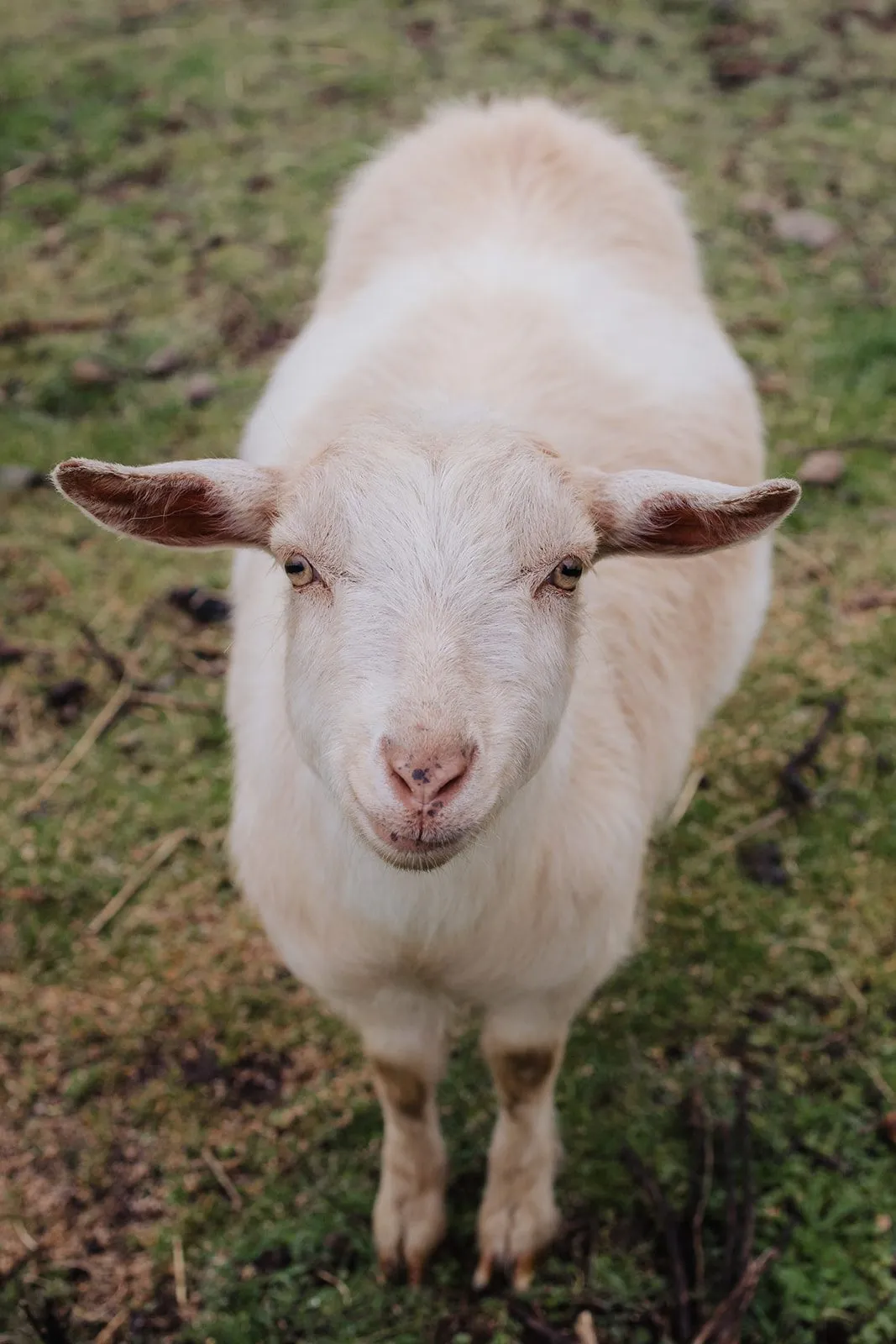 Goats at Shirewoods Farm