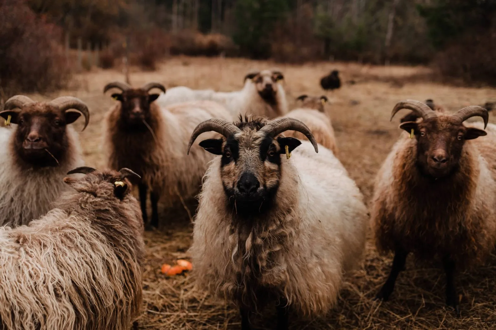 Pastures and animals at Shirewoods Farm