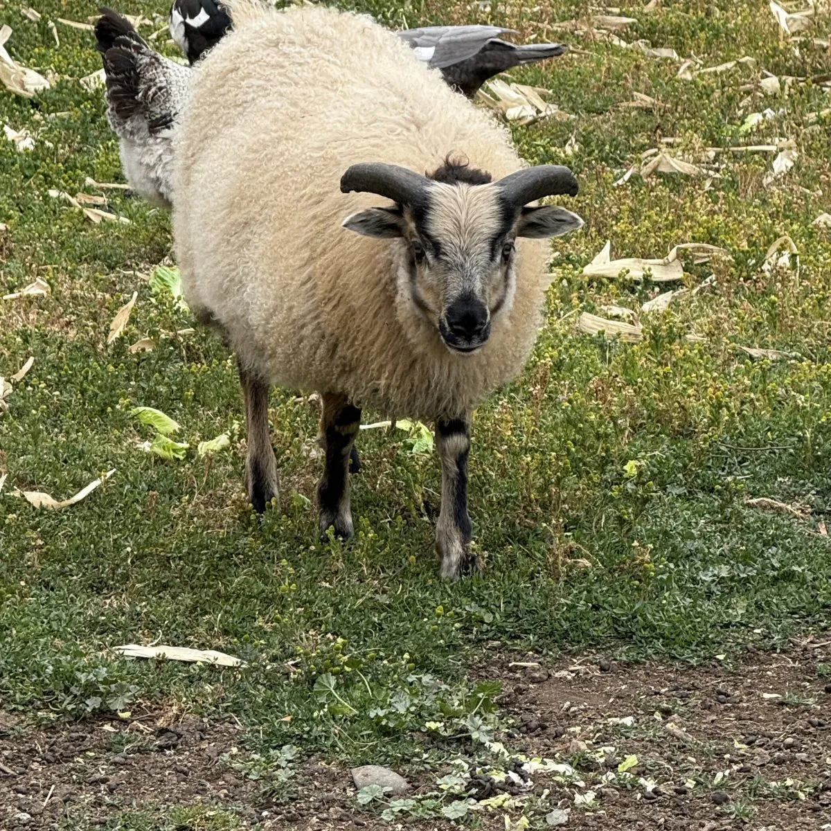 Unregistered Icelandic ram lamb 3367