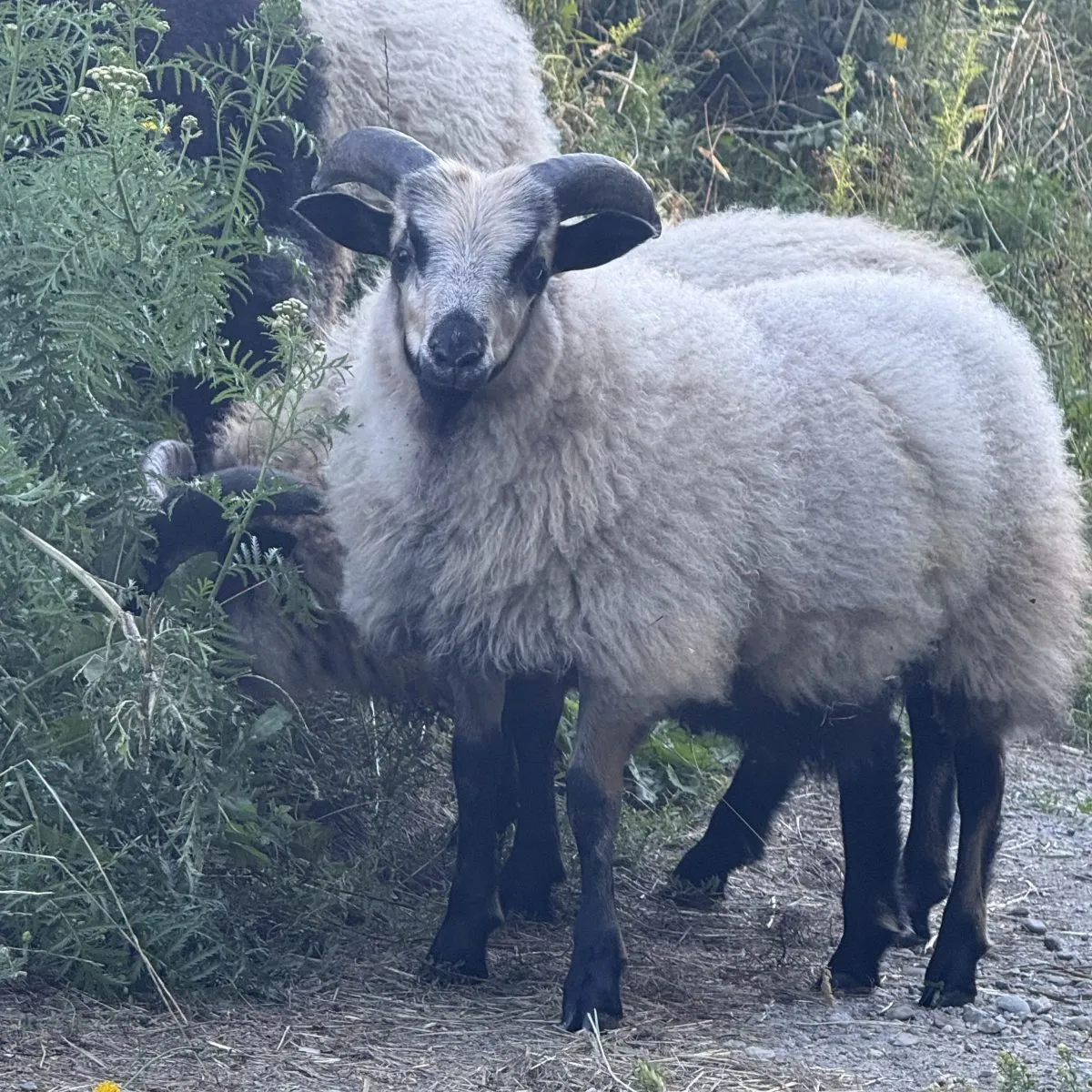 Unregistered Icelandic ram lamb 3368