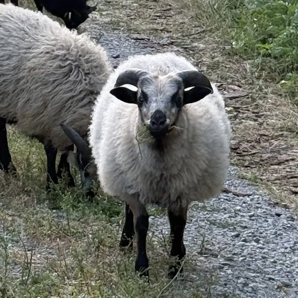 Registered Icelandic ram lamb, black badgerface